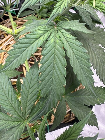 Pine (Auto) 2025 - 0 — flower, day 37