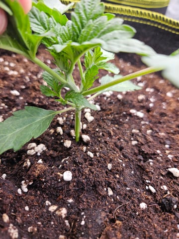 Double Trouble  — vegetative, day 18