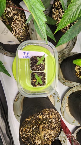 Found my Females... Game On! — seedling_rooting, day 10