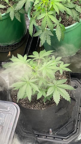 Rippleys OG Auto (Mephisto Genetics) 1st Attempt at Autos — vegetative, day 36