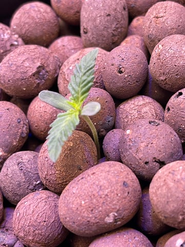 1st Ever Grow (Fat Bastard)(RDWC)  — seedling_rooting, day 9