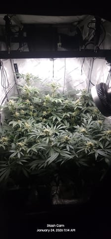 You 🫵 Decide 🗳 — grow_setup, day 1