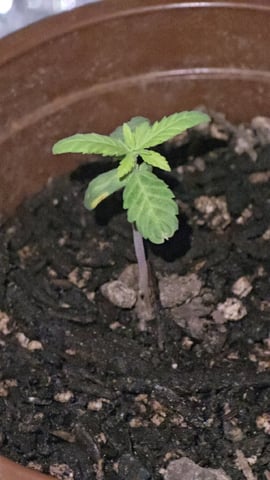 Attempt #1 — seedling_rooting, day 10