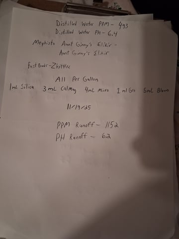 Lemon Cherry Cookies, Purple Haze and Strawberry Gorilla Grows — flower, day 66