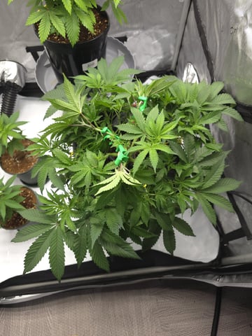 Barney's Farm - Cherry Popper — vegetative, day 48