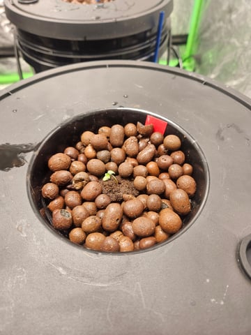 dwc 10/2025 — seedling_rooting, day 1