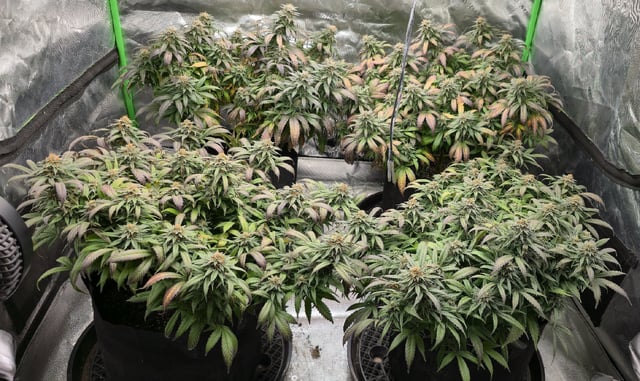 SBJ Clones — flower, day 114