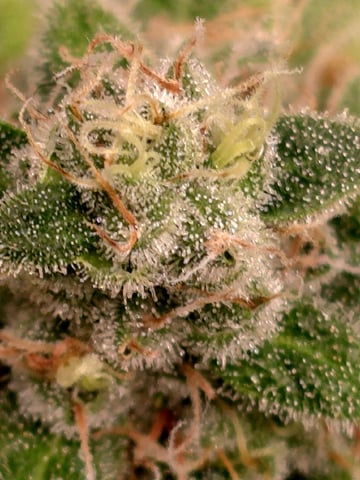 Dirty Bird - Thousand Island Fem & Platinum Kush Breath Remix x Grape Cakehead Fem Photo  — flower, day 118