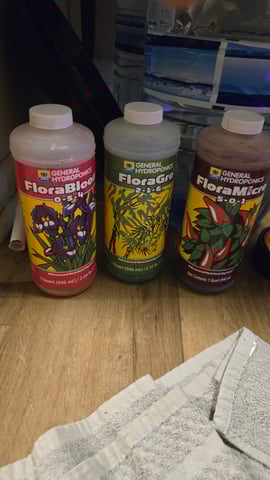 B2 — vegetative, day 38