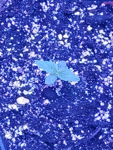 CountryG  — seedling_rooting, day 10
