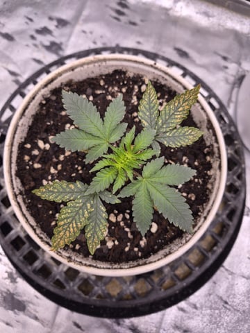 Humboldt Orange Creampop — vegetative, day 27