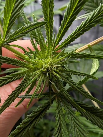 Black African Magic feminization  — flower, day 29