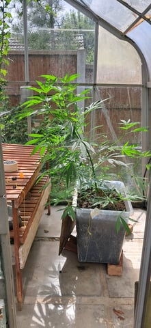 1st grow (green house)(natural) — vegetative, day 36