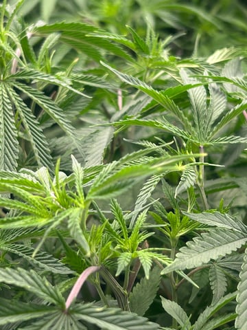 zunami s1 grounded genetics  — vegetative, day 33