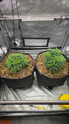 Original 1990 genetics  — vegetative, day 45