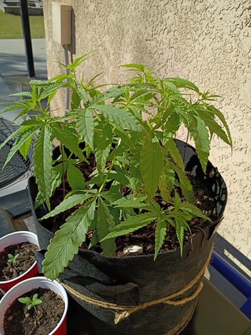 Purple Plum Perfect 💜 & 2 Grape Runtz 🍇 Mainlining garden.  — vegetative, day 60