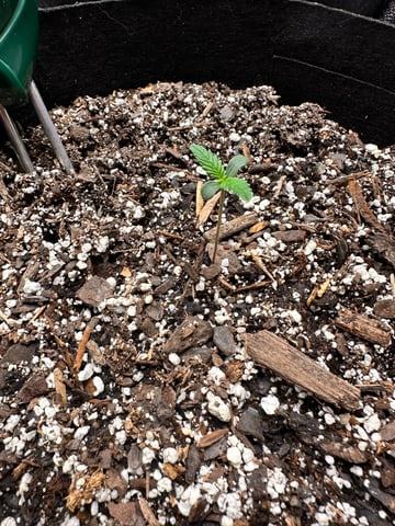 Gorilla Cookies — 1st Grow — seedling_rooting, day 8