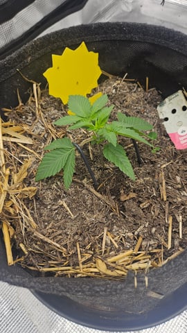 First Feminized Grow  — vegetative, day 19