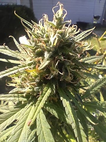 Ganger — flower, day 1