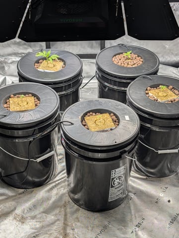 Acapulco Gold  — vegetative, day 24