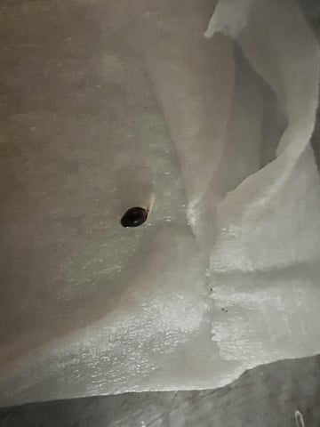 Inside Mother Plants — germination, day 4