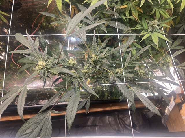 Glookies by Barneys Farm — flower, day 76