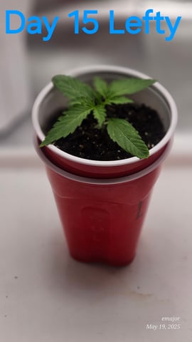 wedding — vegetative, day 1