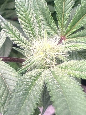 exotic genetix / beleaf cut white truffle  — flower, day 17