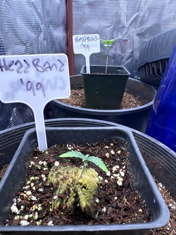 first grow in new 2x2 — seedling_rooting, day 13