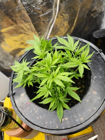 First Organic Hydro Grow. — vegetative, day 33