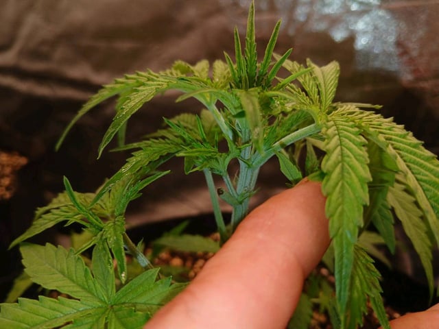 big bud auto — flower, day 1