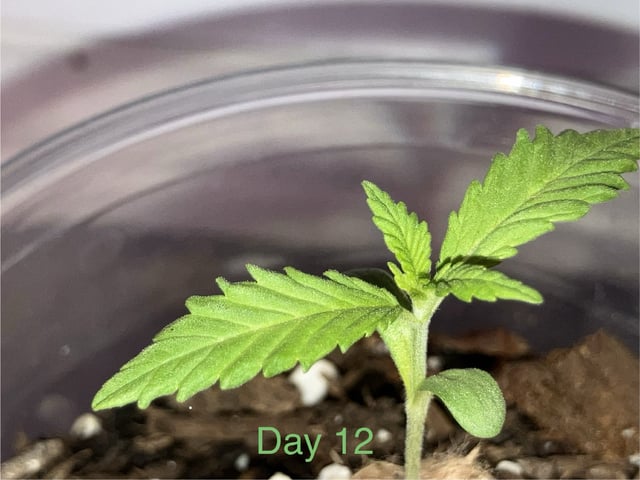 PeanutButter Cookies — seedling_rooting, day 13
