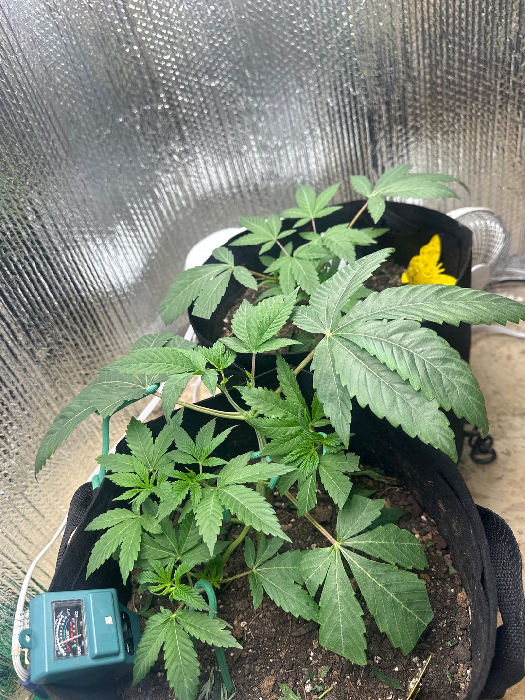 trying some bag seeds