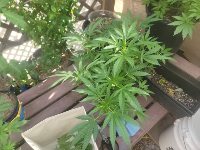 Ghetto Growing — flower, day 34