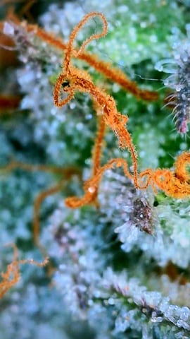 Black African Magic — flower, day 187