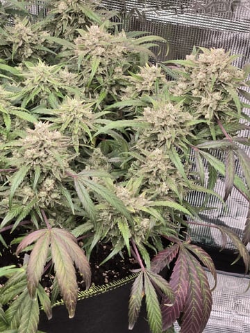 GDP auto 3X5 tent — flower, day 95