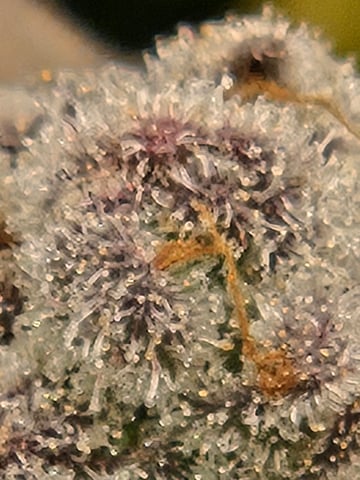 First Grow — flower, day 124