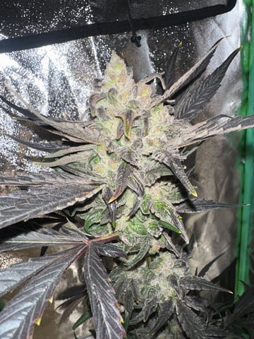 Gelly Mama and Sugar Tree — flower, day 142