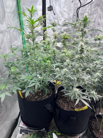 420 Fast Buds Mixed Pack — flower, day 57