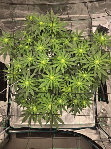  Insane OG