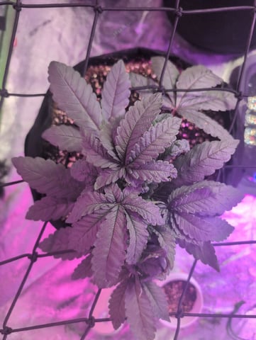 2025-26 — vegetative, day 25