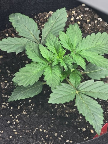 2nd Autoflower Indoor Grow — vegetative, day 17