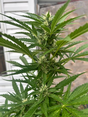 First ever grow — flower, day 65