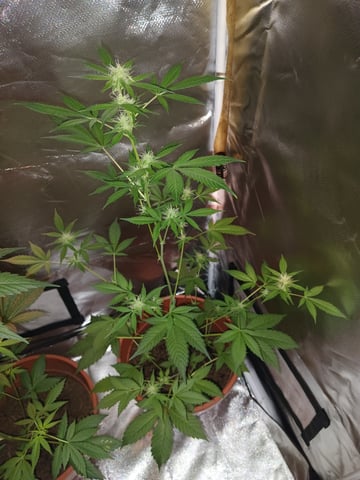 aurora auto — flower, day 76