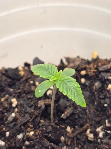 Northern lights #10 (Alaska) — seedling_rooting, day 3