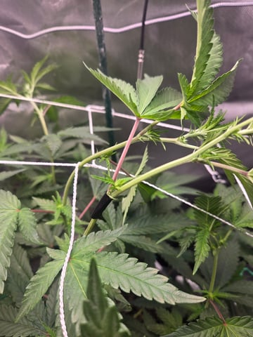 Looking for advice! — flower, day 55