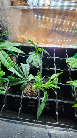 Mac Daddy Royale #1 Clones (Male) — germination, day 1