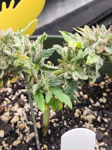 Mephisto Schoolyard Crush Grow-Pop tart OG and Apple Crush — flower, day 78