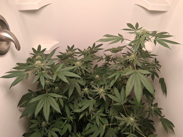 S&D  First Grow — flower, day 70