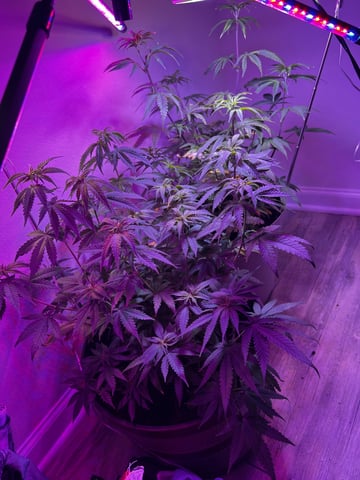  Pakistan — grow_setup, day 9